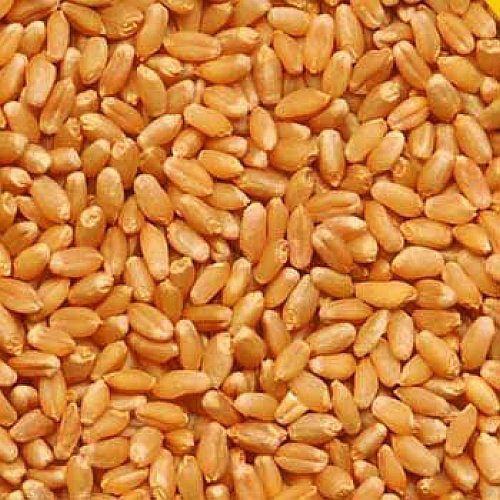 Wheat Sihor (M.P Board) - 10 kg