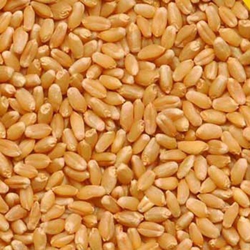 Wheat Sharbati (M.P Board) - 5 kg